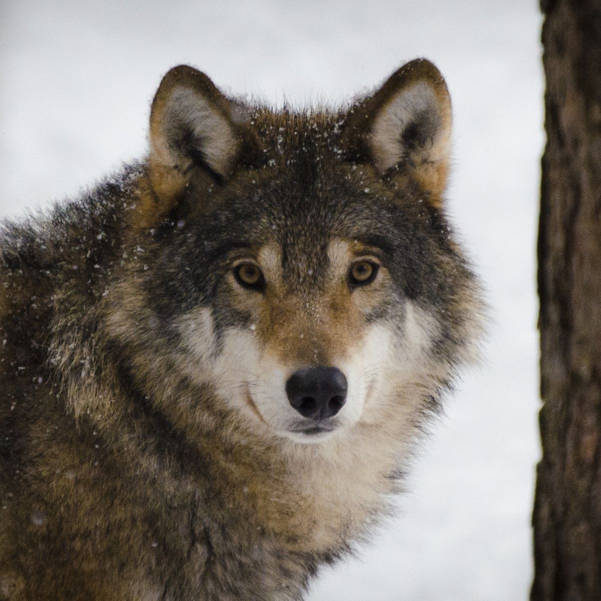 Wolfsrudel bild TCP TheChurchProject 2016